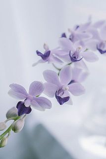 非常に珍しいので、次回入荷は未定です。悩まずにぜひご購入ください。