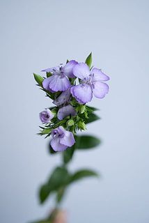 ナデシコ