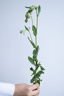 キキョウ