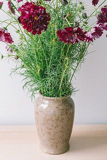 秋のお花のコスモスと相性抜群。