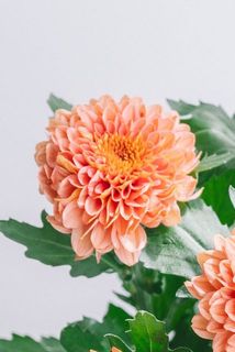 花びらに折り目がついていることがございます。