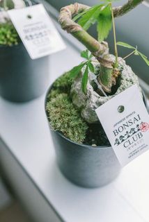 土の表面は装飾苔と砂利で飾られています。