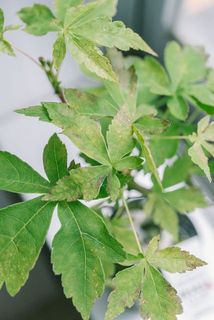 紅葉前の季節なので葉が茶色くなっている場合がございます。