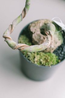 茎が植物の性質上茶色くなっている場合がございます。