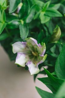 花に一部傷がある場合がございます。