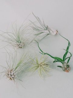 エアプランツの品種はおまかせになります。写真にない品種をお届けする場合がございます。