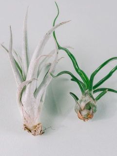 下の方の葉に変色がある場合がございます。