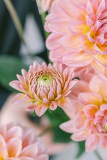 先かけの蕾がついていることも