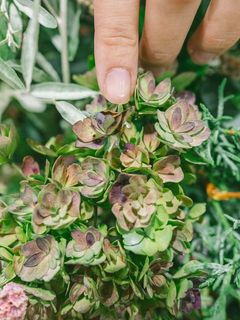 紫陽花は元々の色がアンティークカラーです。