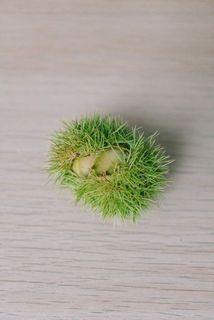実が出ている場合も🌰