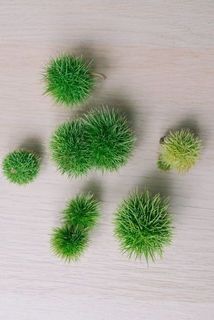 栗の大きさや形には個体差がございます。