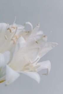 一部、花びらに傷がある場合がございます。