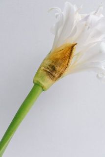 花を覆っている皮は変色している場合がございます。
