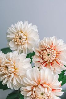 色の入り方や、色味には個体差がございます。