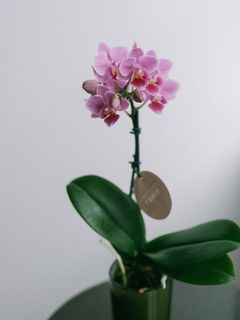 底面給水タイプなので、育てやすさも魅力。