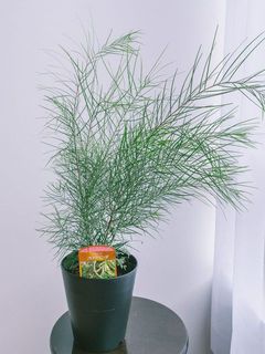 お届け例