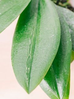 葉っぱに傷がついていることがございます。