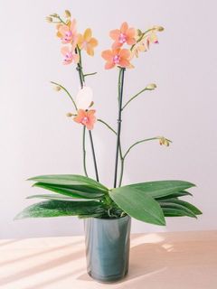 お届け例