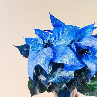 配送の揺れで少々花に傷がついてしまうことも。ご了承ください。