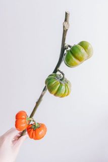 色合いにも個体があります。