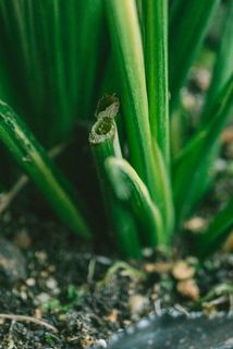 産地で剪定されている茎がある場合がございます。