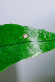一部の葉に傷や変色がある場合がございます。