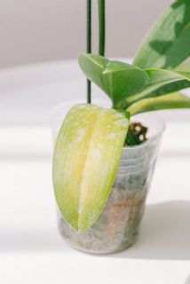 葉っぱの寿命で黄色くなっているものがございます。自然に落ちるのを待つか、気になる場合はカットしてください。