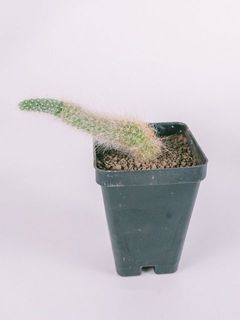 お届け例