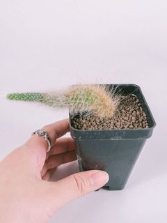コンパクトサイズです。