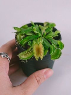 コンパクトサイズです。