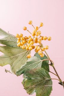 実もの色味やボリュームには個体差がございます。