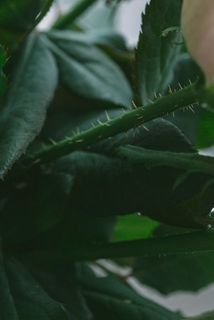 非常に細かいトゲがついているのでご注意ください。