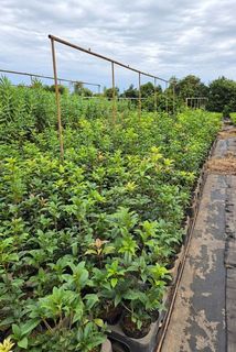金木犀の生産地の様子。必ず屋外で育てましょう。