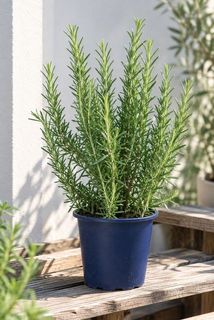 日当たりと風通しのよい屋外で育てましょう🌱