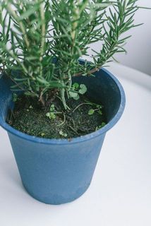 草が生えていることも。気になる場合は優しく取り除いてください。