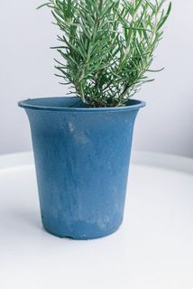 鉢が汚れていることがございます。