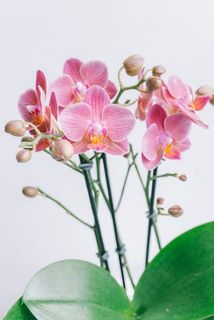 ストライプの花びらがかわいい。