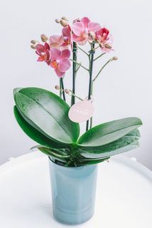 個体差例