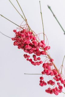 実つきには個体差がございます。