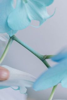 一部、茎に染色剤が付着している場合がございます。