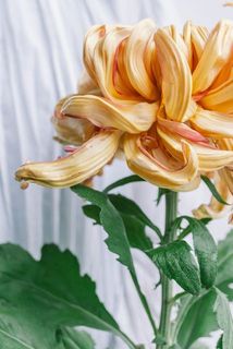 花びらには傷があります。