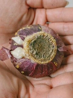 こちらの面を下に向けて植えます。
