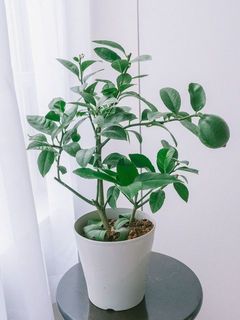 実のつき方には個体差がございます。