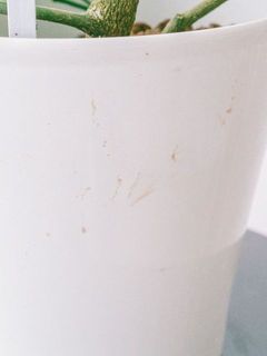 鉢が汚れている場合がございます。