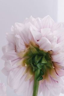 一部、花びらに傷や変色がございます。