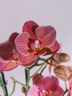 ストライプの花びらがかわいい。