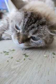 うっとりしている様子。少量ずつ与えてくださいね。