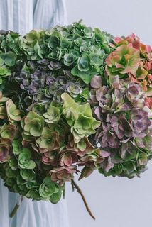 紫陽花はおまかせになります✨