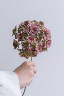 紫陽花お届け例