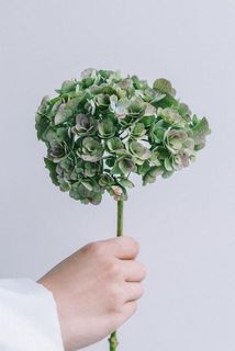 紫陽花お届け例